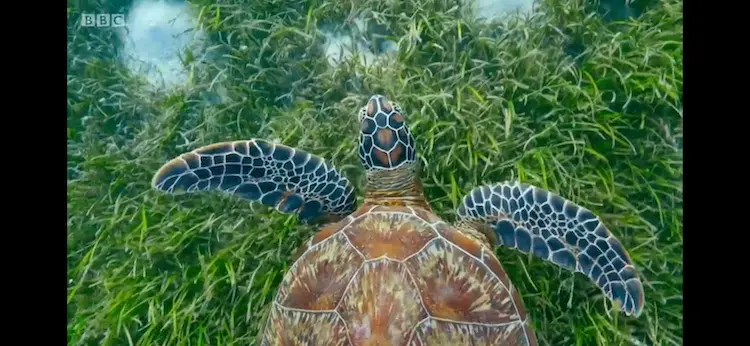 Green sea turtle (Chelonia mydas) as shown in Blue Planet II - Green Seas